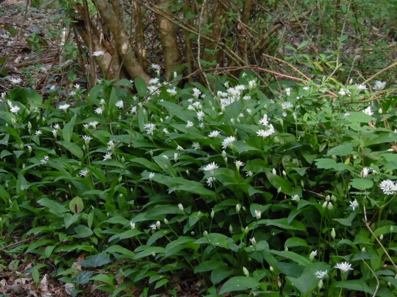 Sentier forestier ombragé dans la Forêt de Mervent-Vouvant avec ses arbres centenaires